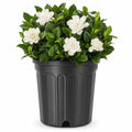 Extra Large 3 Gallon Gardenia Plant Q668