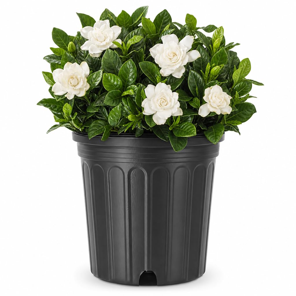 Extra Large 3 Gallon Gardenia Plant Q668