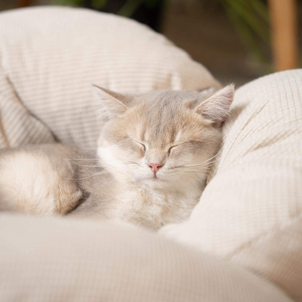 Elevated Cat Bed I143