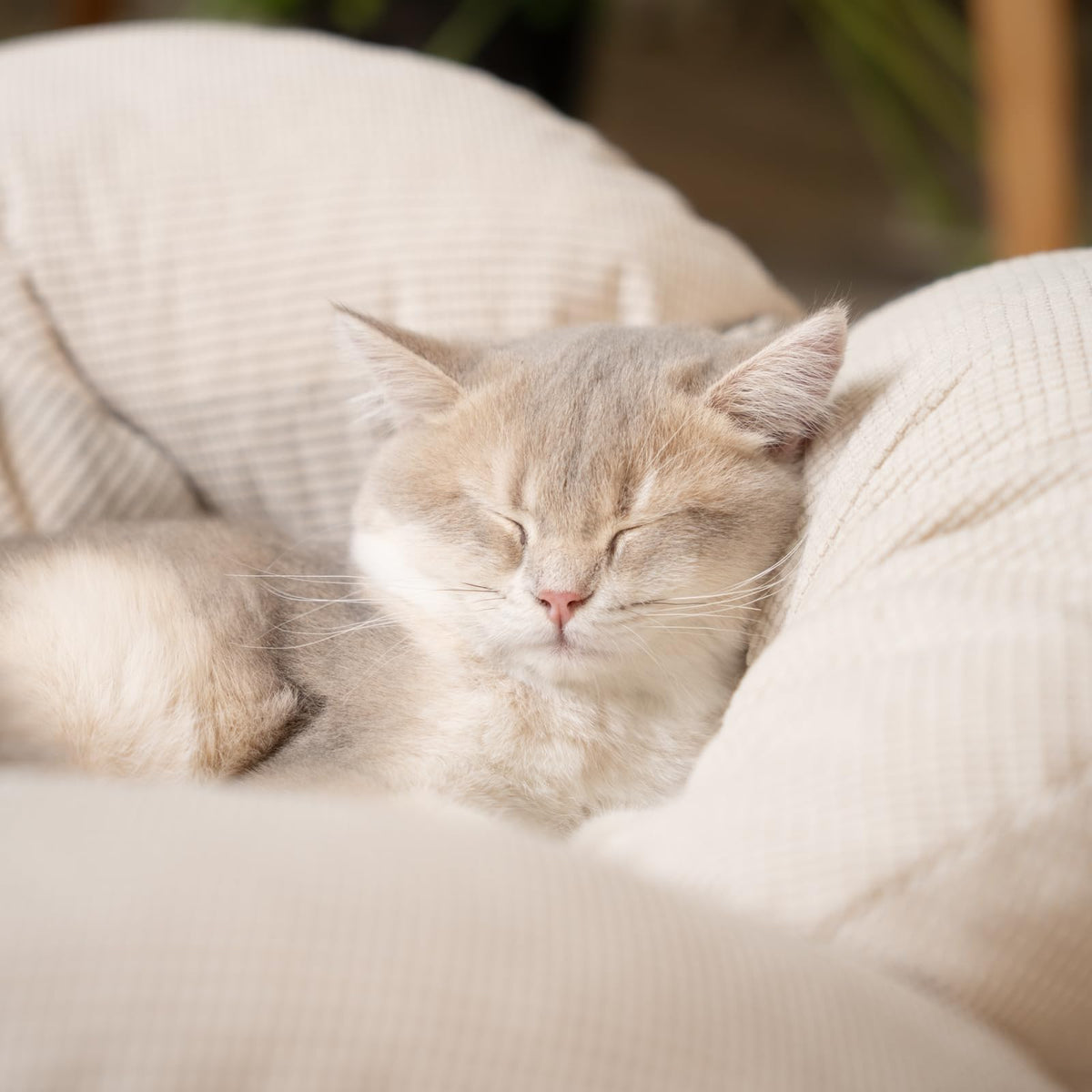 Elevated Cat Bed I143