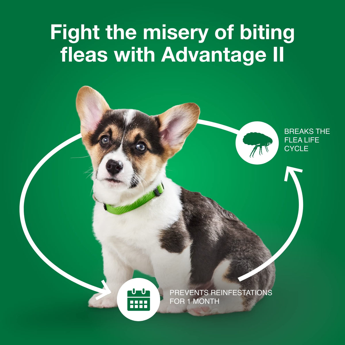 Small Dog Flea Treatment & Prevention 4-Month Supply C25182