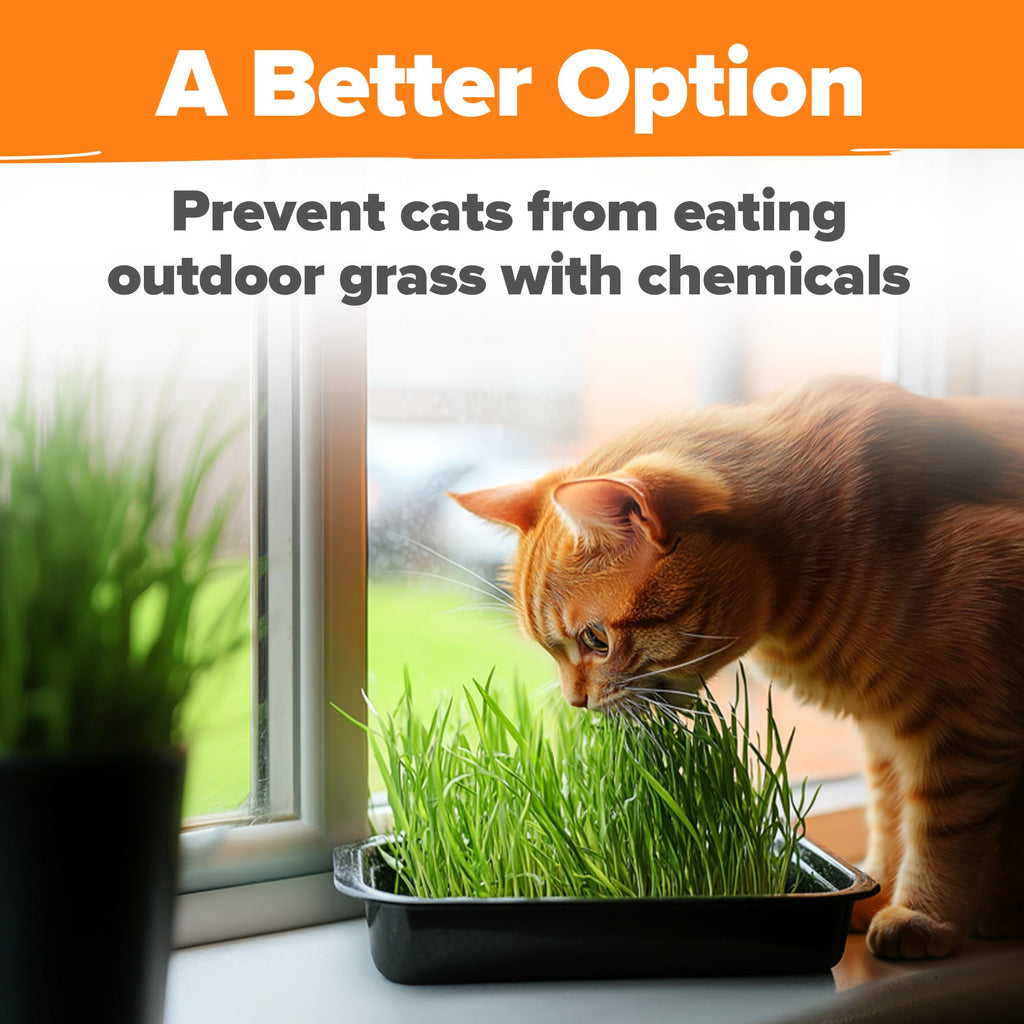 Indoor Cat Grass Refill 3,200+ Seeds R3152