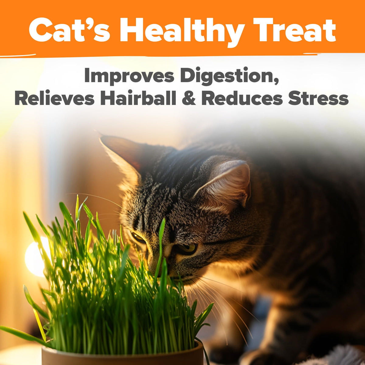 Indoor Cat Grass Refill 3,200+ Seeds R3152