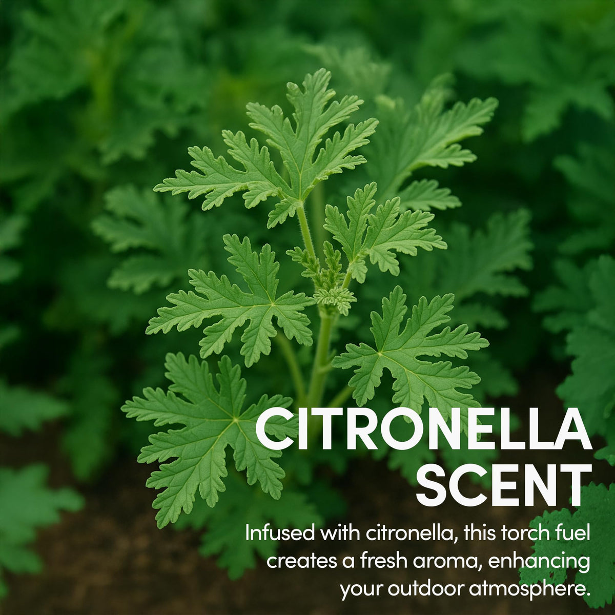 Citronella Torch Fuel 1 Gallon Pack of 2 W794