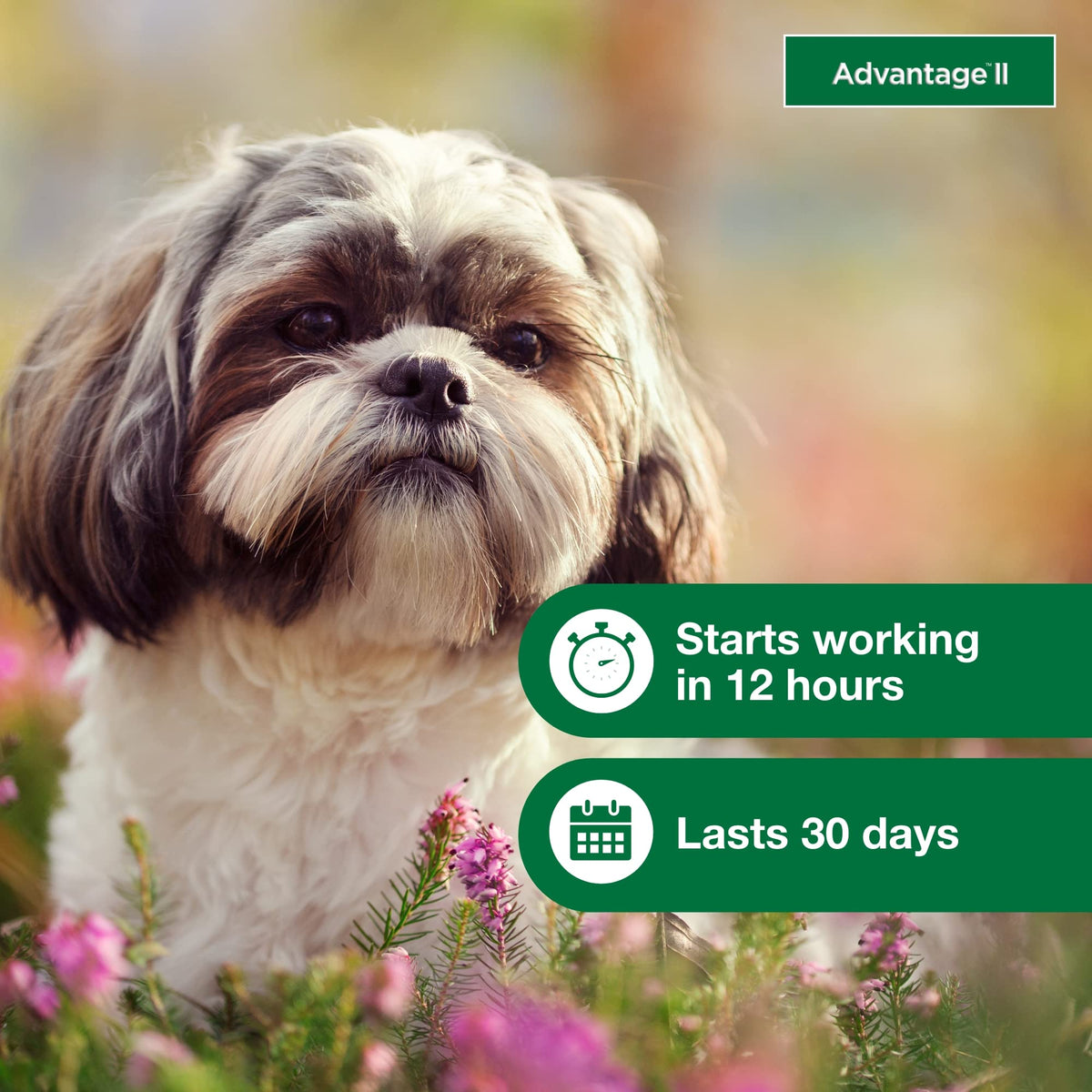 Small Dog Flea Treatment & Prevention 4-Month Supply C25182