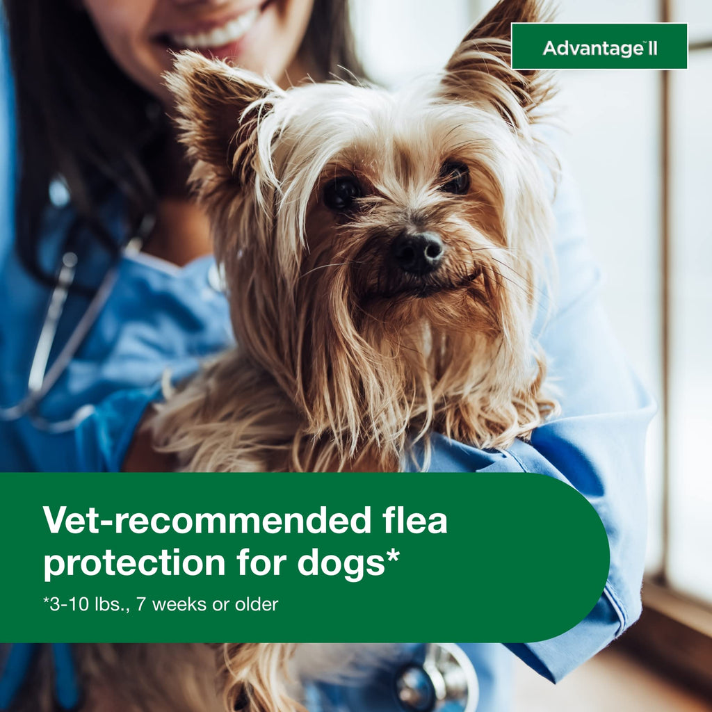 Small Dog Flea Treatment & Prevention 4-Month Supply C25182
