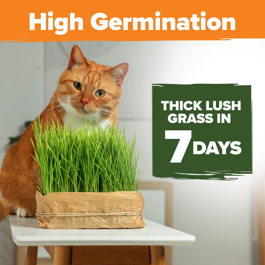 Indoor Cat Grass Refill 3,200+ Seeds R3152