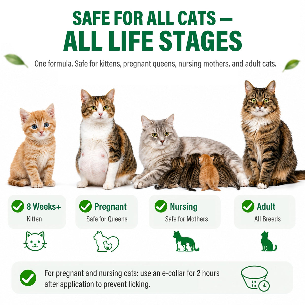 Cat Flea & Tick Topical Drops 12 Doses C8287